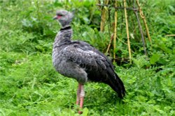 South American Crested Screamer. Wallpaper
