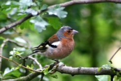 Male Chaffinch. Wallpaper