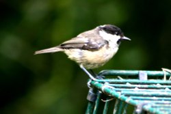 Coal Tit. Wallpaper