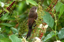 Whitethroat. Wallpaper