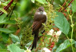 Whitethroat. Wallpaper