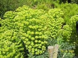 Spurge in the Gardens of Wrest Park Wallpaper