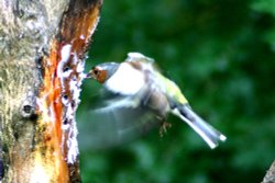 Chaffinch Male. Wallpaper