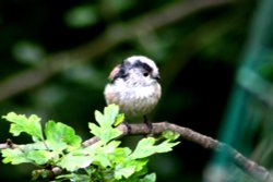 Long-tailed Tit Wallpaper