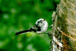 Long-tailed Tit Wallpaper