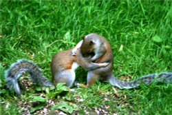 Squirrel Wrestling Match (1) Wallpaper