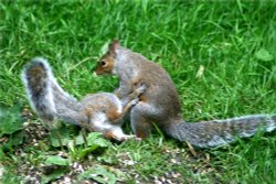 Squirrel Wrestling Match (2) Wallpaper