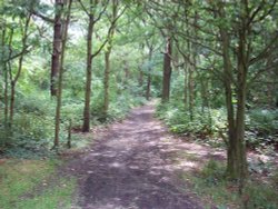 Horsenden Hills Wallpaper