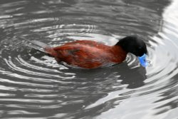 Argentine Ruddy Duck Wallpaper