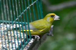 Greenfinch Male. Wallpaper