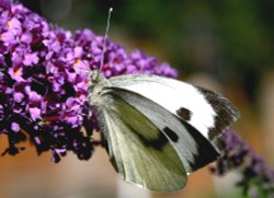 Butterflies-Large White. Wallpaper