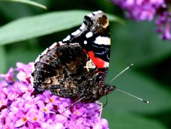Butterflies-Red Admiral. Wallpaper