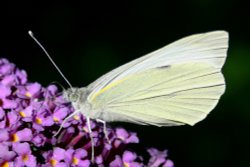 Butterflies-Small White. Wallpaper