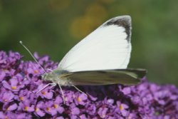 Butterflies-Small White. Wallpaper