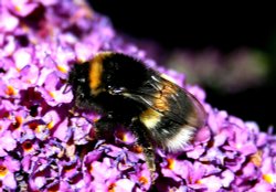 Bees - White-tailed Bumble Bee. Wallpaper