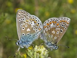 Common Blue Butterflies Wallpaper
