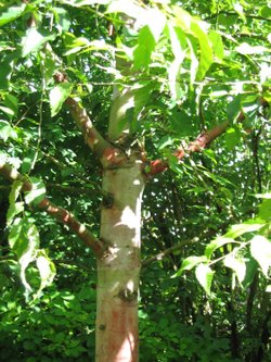 Birch tree