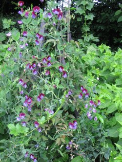 Sweetpeas