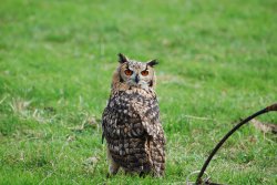 Eagle Owl Wallpaper