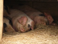 Pigs taking a Sunday afternoon nap, near Brill, Bucks Wallpaper
