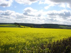 Yellow field on the way from Cawthorne to Silkstone village