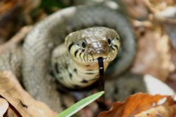 Grass Snake in the New Forest Wallpaper