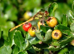 Common darter female.......sympetrum striolatum. Wallpaper