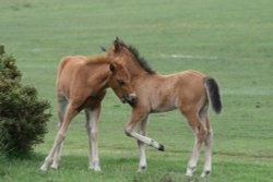 Two Young Foals - New Forest Wallpaper
