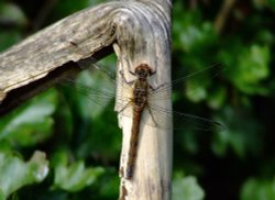 Common darter male......sympetrum striolatum.