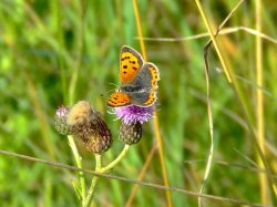 Small copper butterfly....lycaena phlaeas Wallpaper