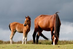 New Forest Ponies near Emery Down - New Forest Wallpaper