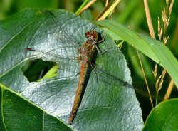 Common darter female.......sympetrum striolatum. Wallpaper