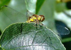Common darter female.......sympetrum striolatum. Wallpaper