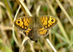 Wall brown butterfly.....lassiommata megera. Wallpaper