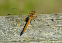 Common darter male (immature)......sympetrum striolatum. Wallpaper