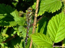 Migrant hawker.....aeshna mixta Wallpaper