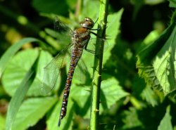 Migrant hawker.....aeshna mixta Wallpaper