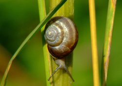 Copse snail.....avianta arbustorum. Wallpaper