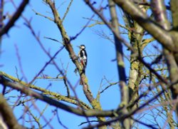 Great spotted woodpecker....dendrocopus major Wallpaper