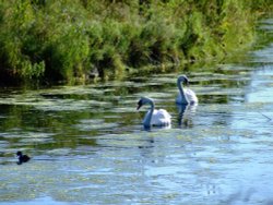 A pair of mute swans....cygnus olor Wallpaper