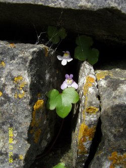 Wild flower
