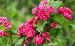 Wild roses Wallpaper