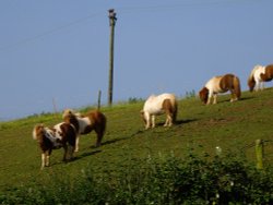 Shetland ponies at Malborough