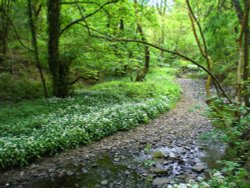 Borsdane Woods Wallpaper