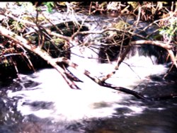 White Water Wallpaper