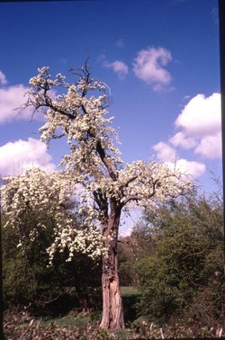 Old Pear Tree