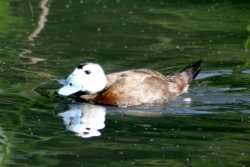 White-headed Duck Wallpaper