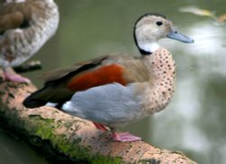 Ringed Teal Wallpaper