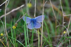 Common Blue butterfly Wallpaper
