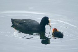 Coot and Chick. Wallpaper